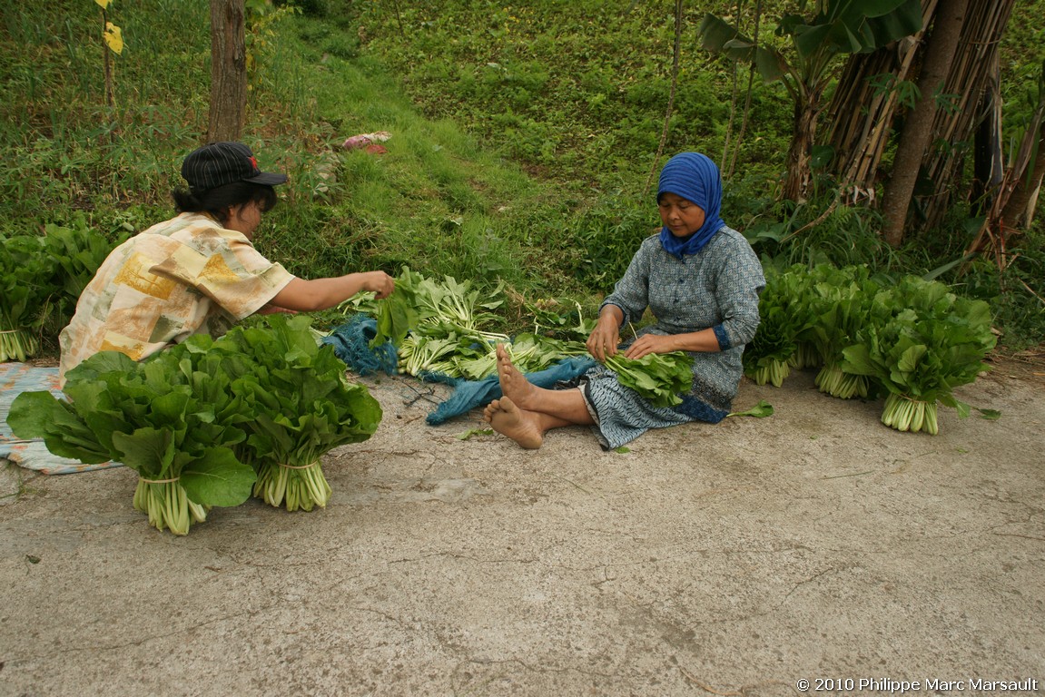 /ecran/Indonesie_2010_0401.jpg