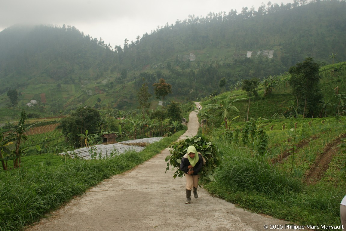 /ecran/Indonesie_2010_0408.jpg