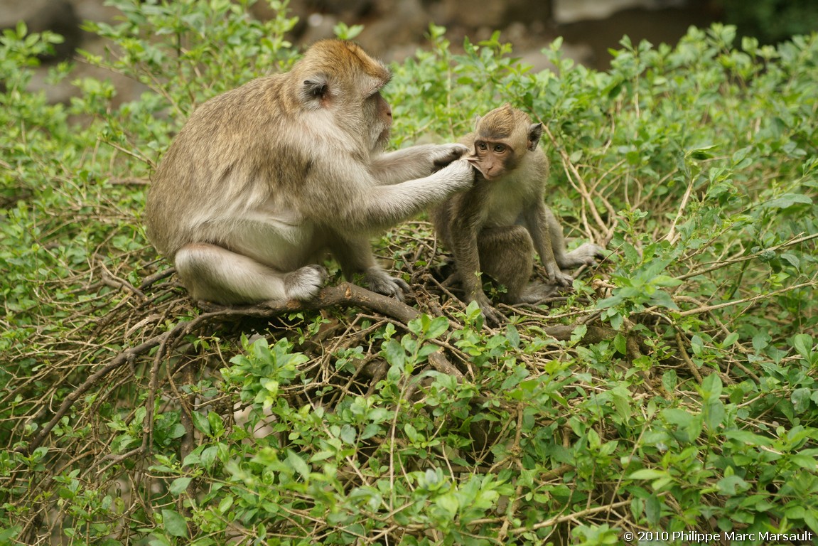 /ecran/Indonesie_2010_0437.jpg