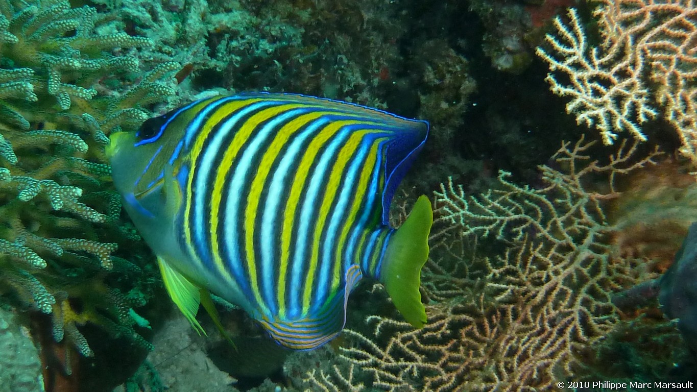 /ecran/Indonesie_2010_0747.jpg