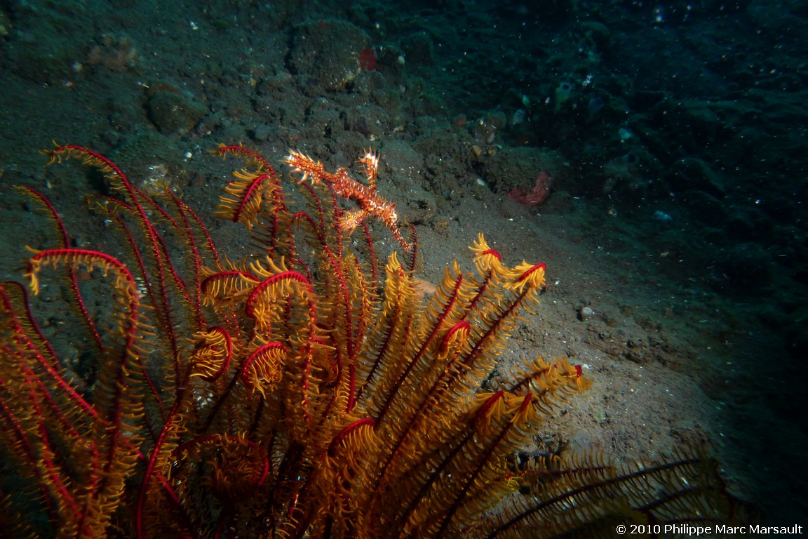 /ecran/Indonesie_2010_1064.jpg