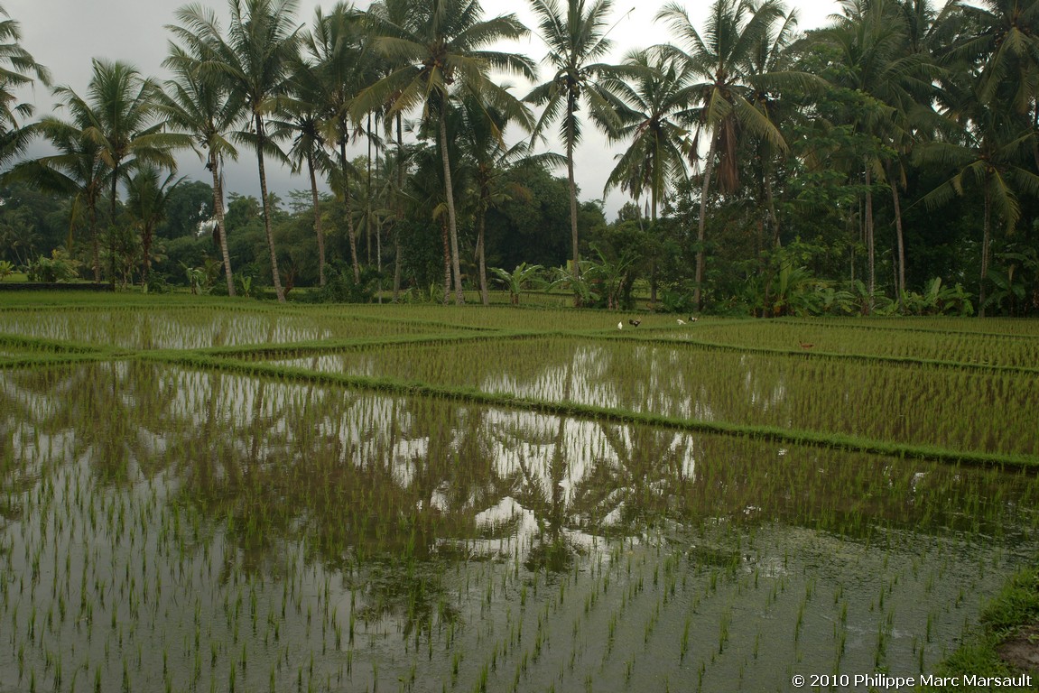 /ecran/Indonesie_2010_1639.jpg