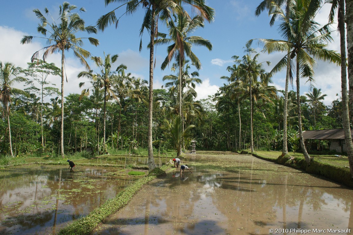 /ecran/Indonesie_2010_1662.jpg