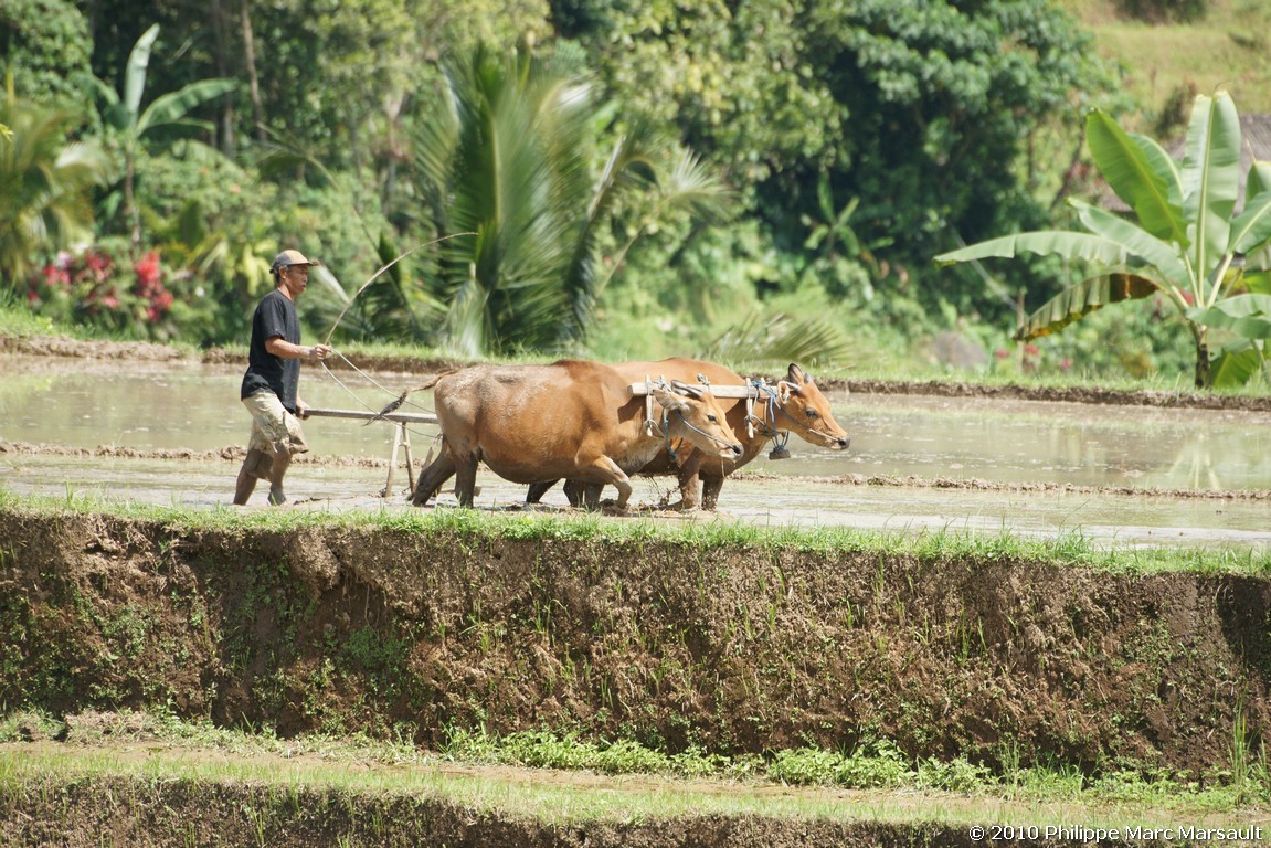 /ecran/Indonesie_2010_1806.jpg