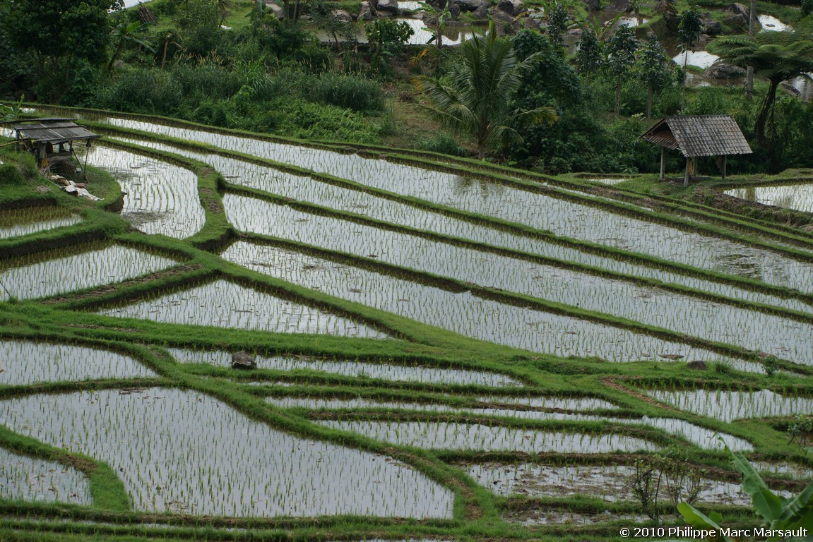 /ecran/Indonesie_2010_1819.jpg