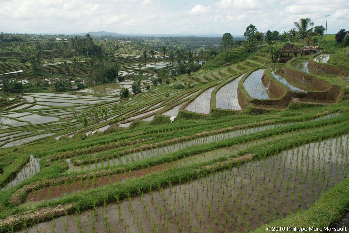 /ecran/Indonesie_2010_1820.jpg