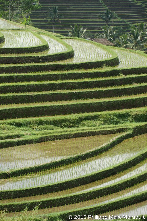/ecran/Indonesie_2010_1831.jpg