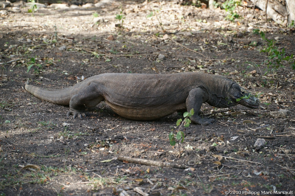 /ecran/Indonesie_2010_2043.jpg