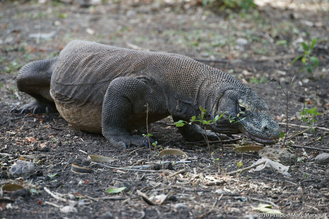 /ecran/Indonesie_2010_2045.jpg