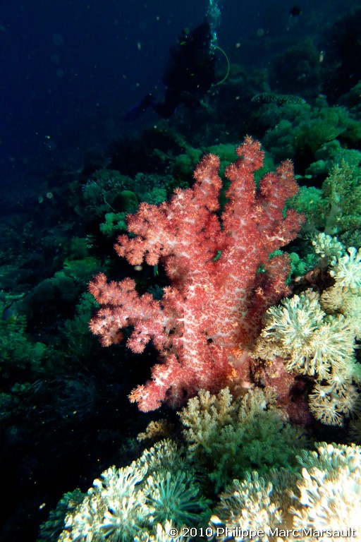 /ecran/Indonesie_2010_2572.jpg