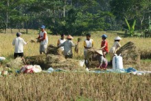 vignette Indonesie_2010_0347.jpg 