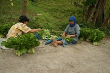 vignette Indonesie_2010_0401.jpg 