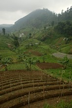 vignette Indonesie_2010_0403.jpg 