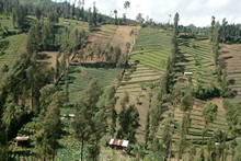 vignette Indonesie_2010_0467.jpg 