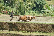 vignette Indonesie_2010_1806.jpg 