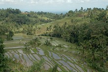 vignette Indonesie_2010_1851.jpg 