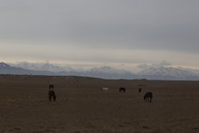 vignette Kazakhstan_0991.jpg 