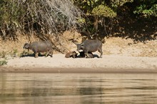 vignette Laos_0870.jpg 