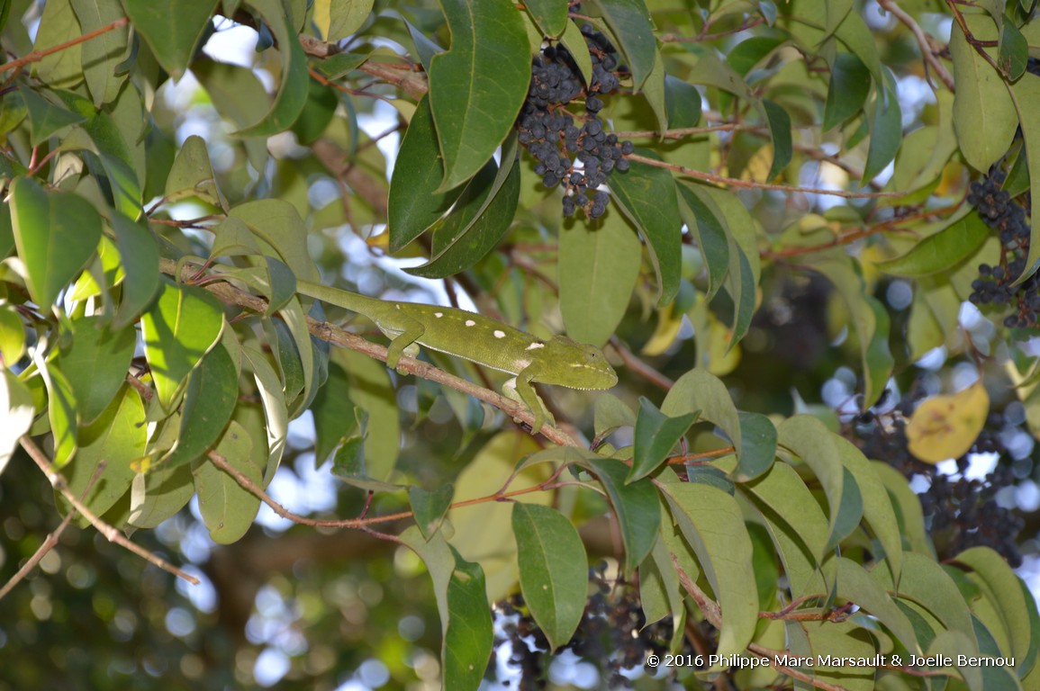 /ecran/Madagascar_2016_0247.jpg