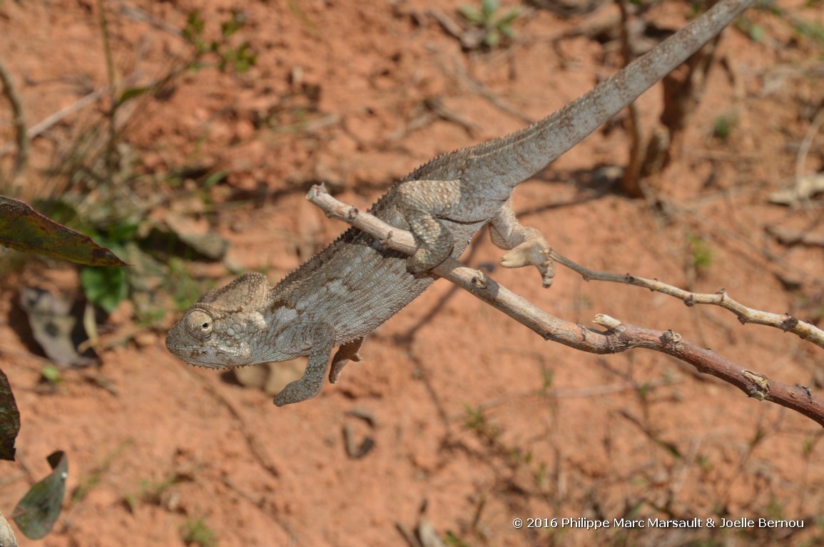 /ecran/Madagascar_2016_0272.jpg