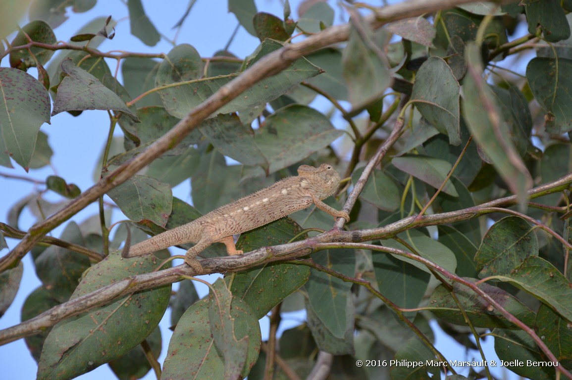 /ecran/Madagascar_2016_0291.jpg