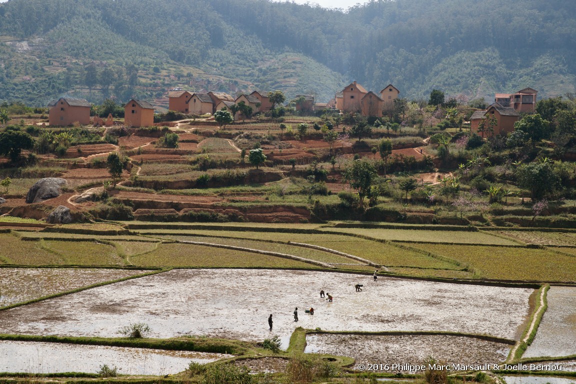 /ecran/Madagascar_2016_0304.jpg