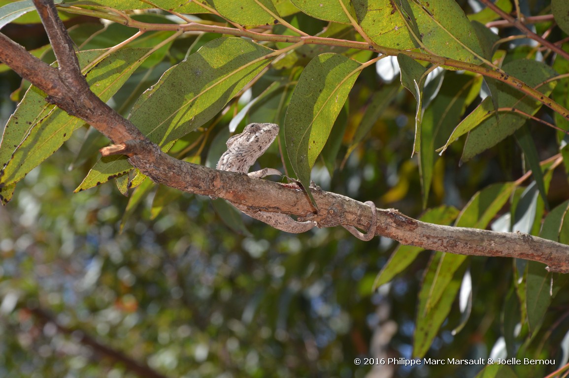 /ecran/Madagascar_2016_0309.jpg