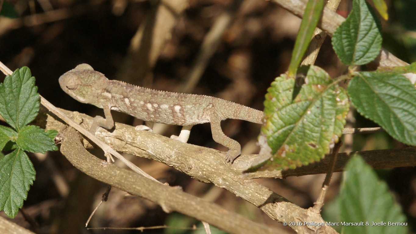 /ecran/Madagascar_2016_0327.jpg