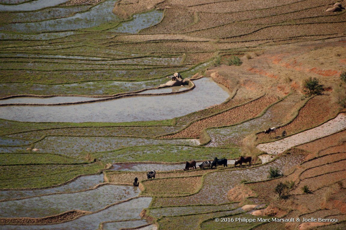 /ecran/Madagascar_2016_0422.jpg