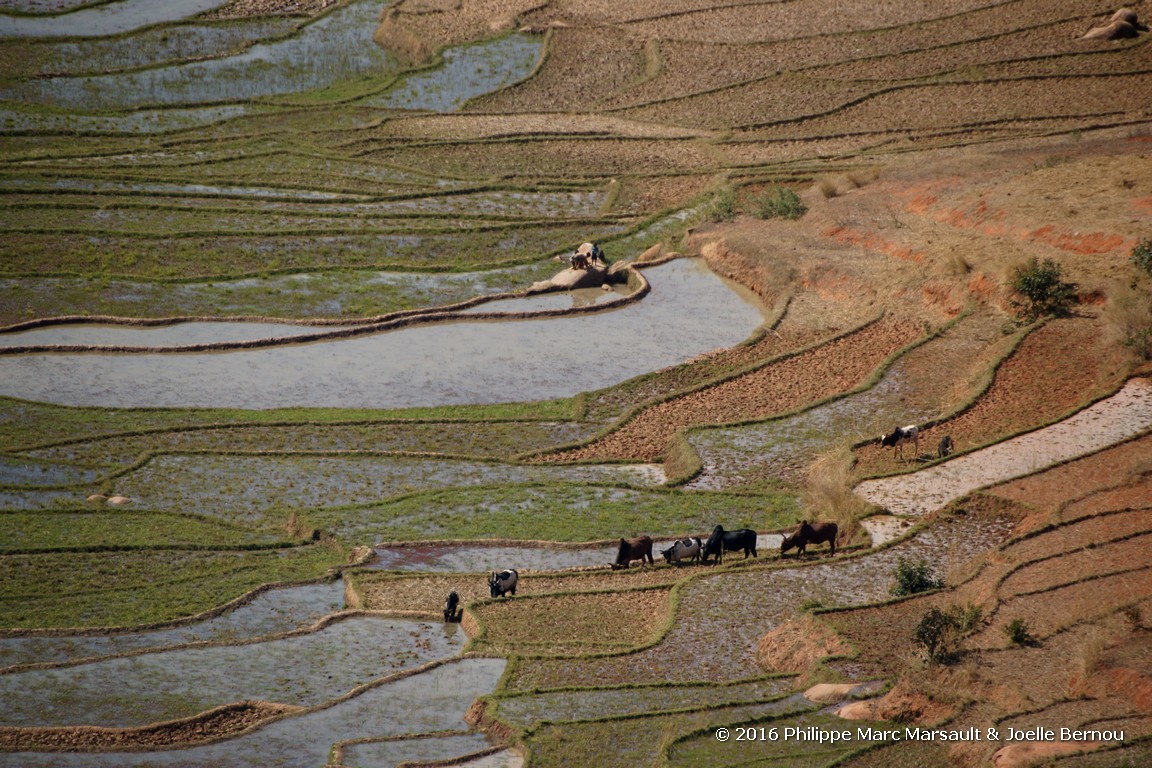 /ecran/Madagascar_2016_0422.jpg