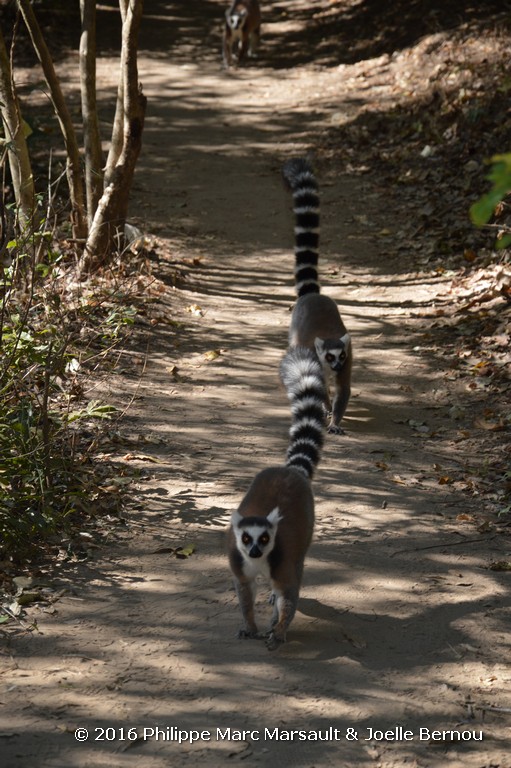 /ecran/Madagascar_2016_0710.jpg