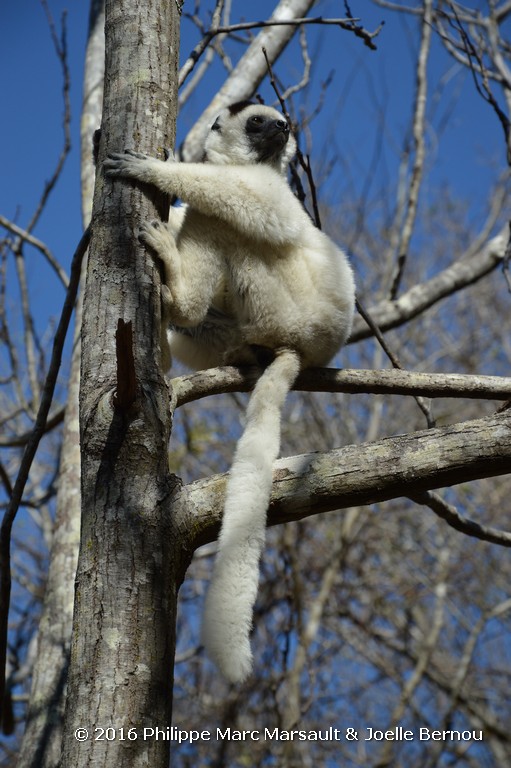 /ecran/Madagascar_2016_0719.jpg