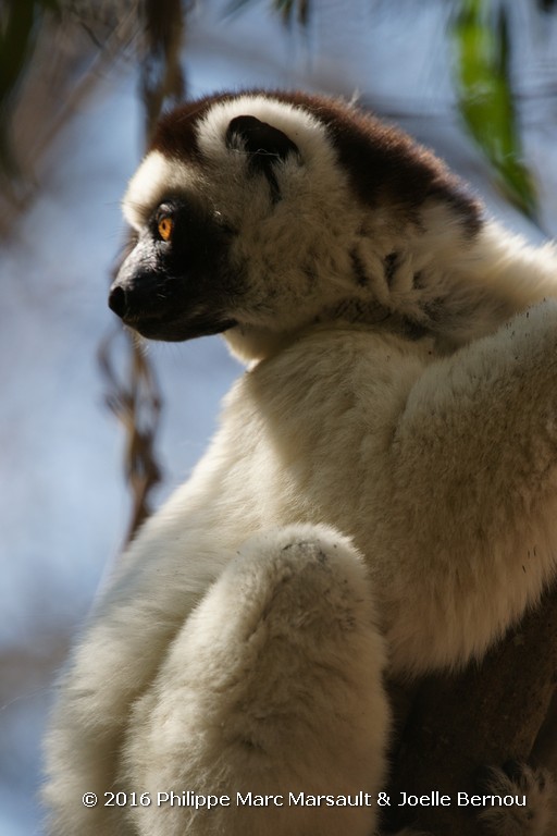 /ecran/Madagascar_2016_0725.jpg