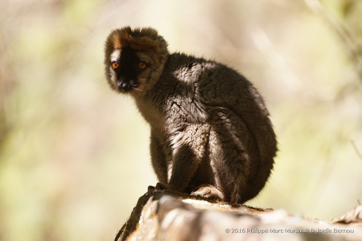 /ecran/Madagascar_2016_0771.jpg