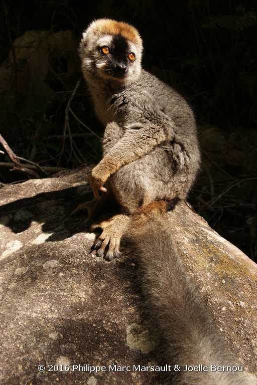 /ecran/Madagascar_2016_0789.jpg