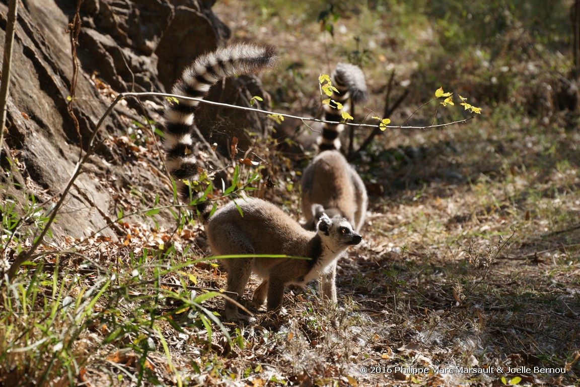 /ecran/Madagascar_2016_0800.jpg