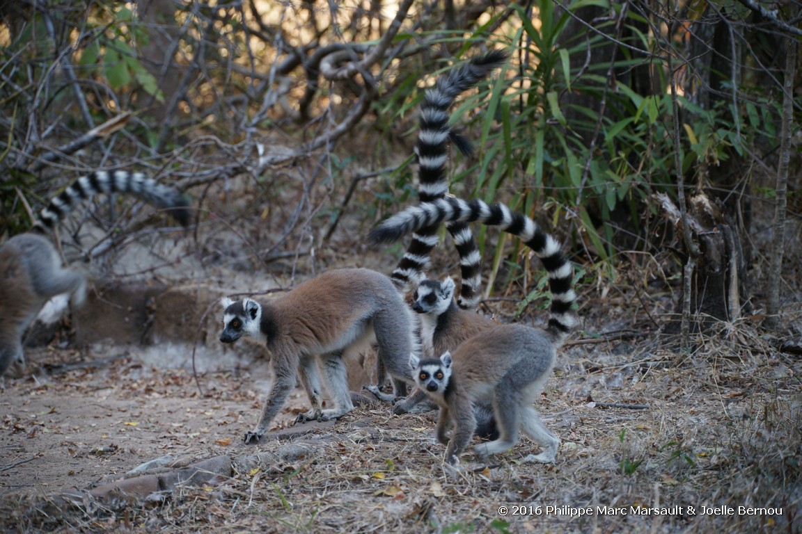 /ecran/Madagascar_2016_0806.jpg