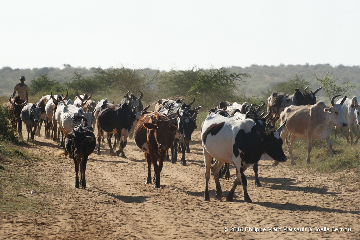 /ecran/Madagascar_2016_0927.jpg