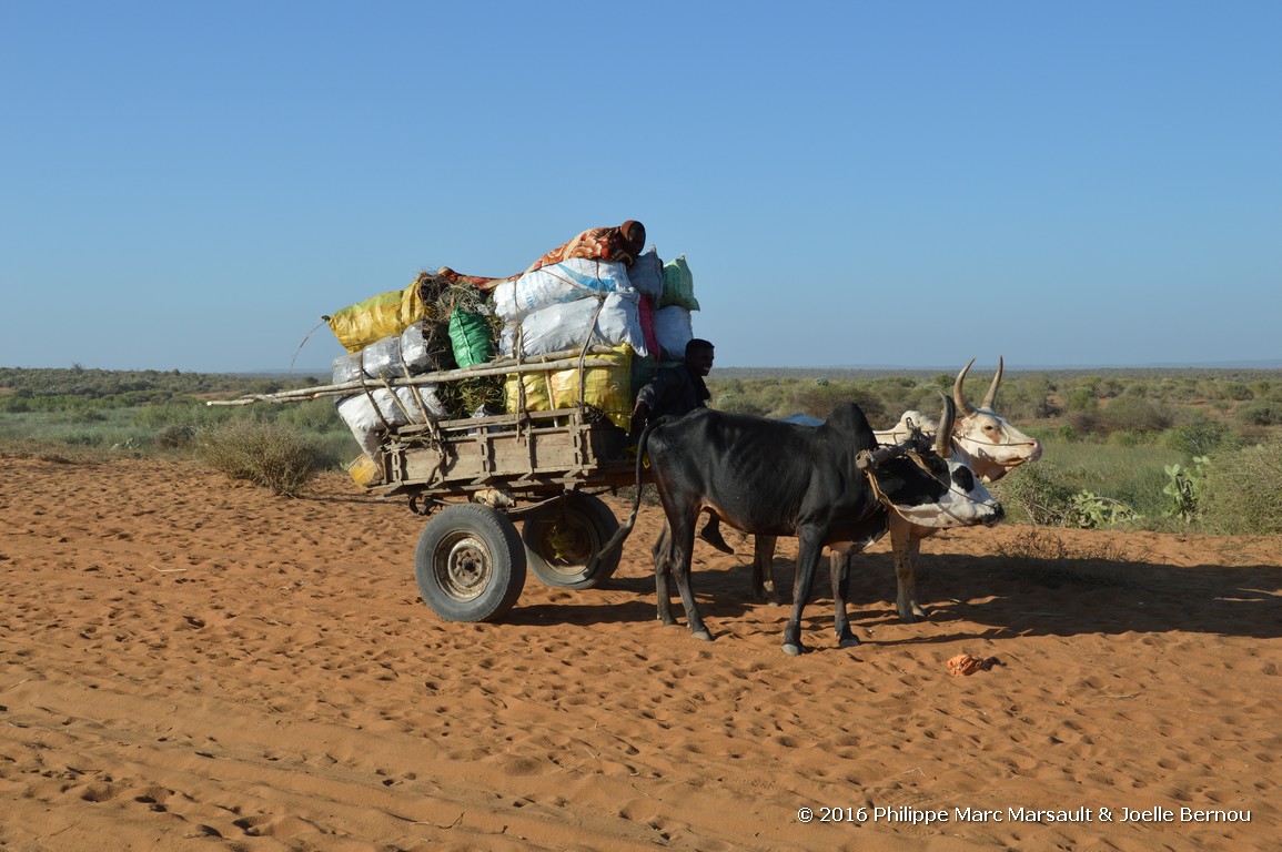 /ecran/Madagascar_2016_0929.jpg