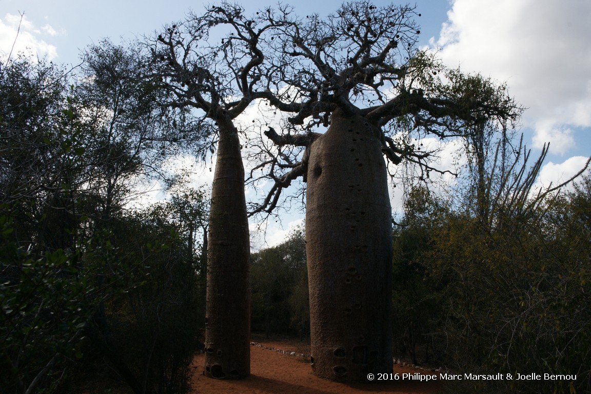 /ecran/Madagascar_2016_0996.jpg