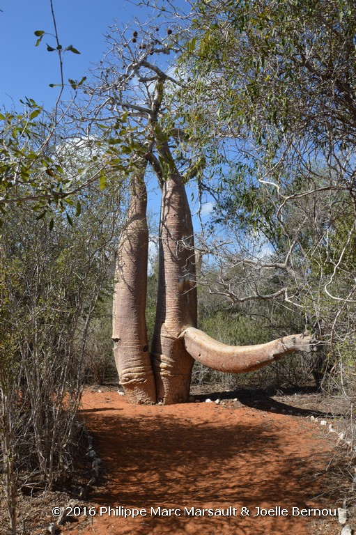 /ecran/Madagascar_2016_1007.jpg