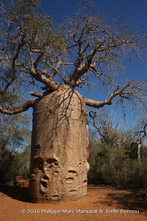 /ecran/Madagascar_2016_1019.jpg