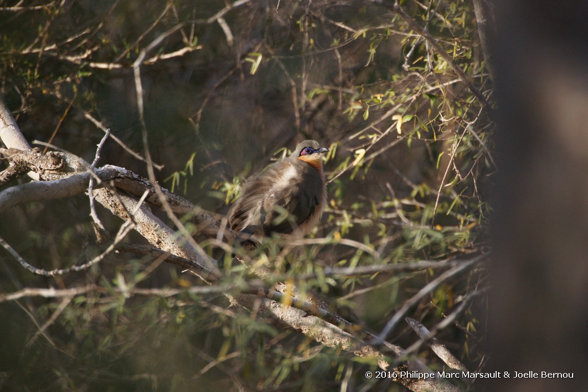 /ecran/Madagascar_2016_1081.jpg