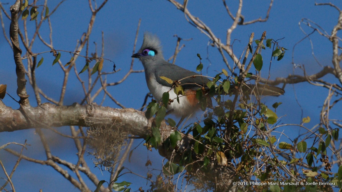 /ecran/Madagascar_2016_1091.jpg