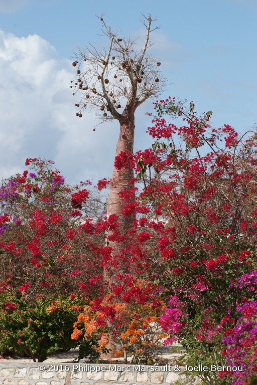 /ecran/Madagascar_2016_1097.jpg