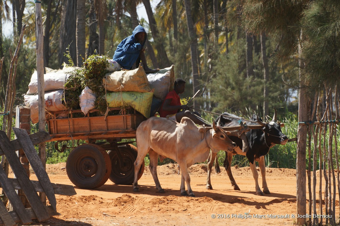 /ecran/Madagascar_2016_1210.jpg