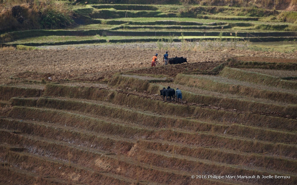 /ecran/Madagascar_2016_1270.jpg