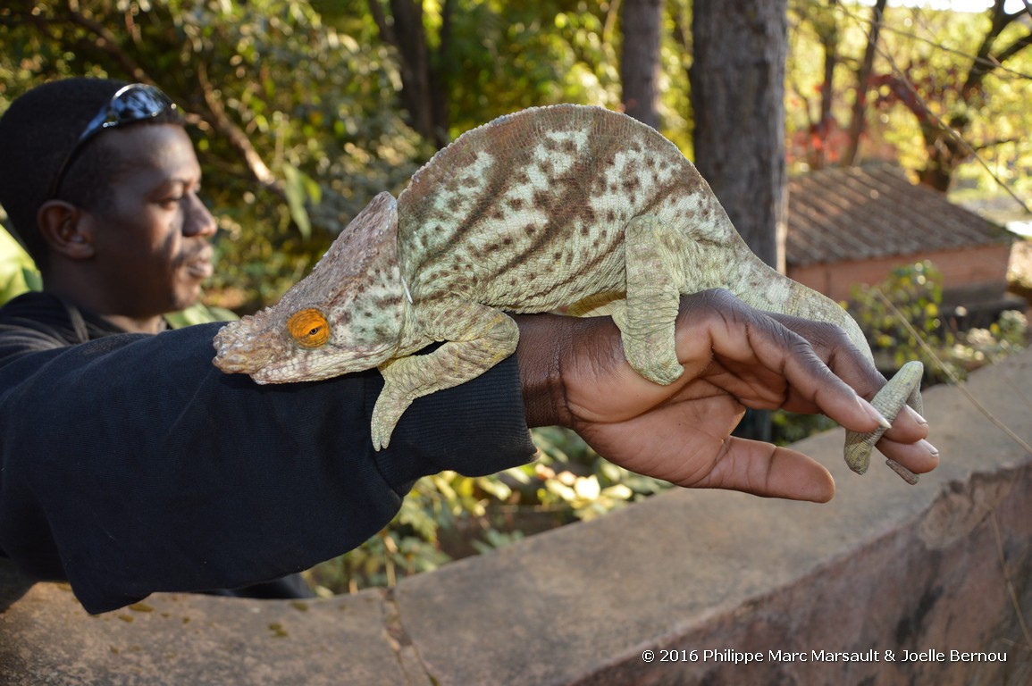 /ecran/Madagascar_2016_1945.jpg