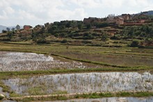 vignette Madagascar_2016_0288.jpg 