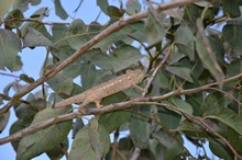 vignette Madagascar_2016_0291.jpg 